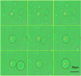 Liposomes trapping